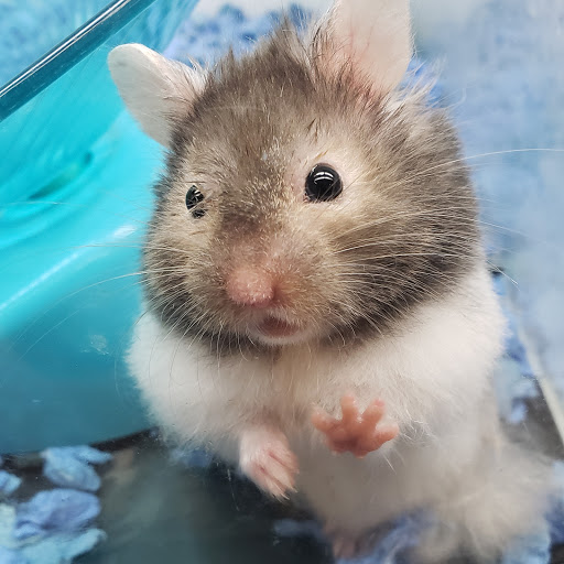 Pet Supply Store «Petco Animal Supplies», reviews and photos, 5975 20th St, Vero Beach, FL 32966, USA