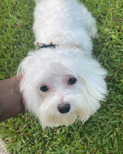 Pet Supply Store «PetSmart», reviews and photos, 8660 Airline Hwy, Baton Rouge, LA 70815, USA