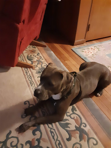 Pet Store «Pets Plus - Quakertown», reviews and photos, 117 S West End Blvd, Quakertown, PA 18951, USA