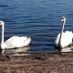 Photo n°1 de l'avis de michela.o fait le 31/07/2022 à 11:54 sur le  Movida Beach Bracciano à Bracciano