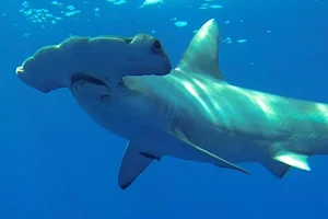 Florida Shark Diving image