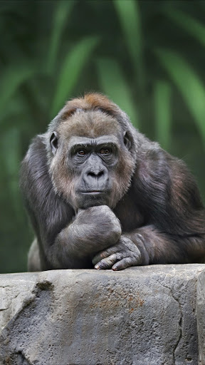 Charleston Dog Shelter