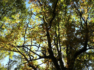 Yoga Vert Nature à Saint-Barthélémy-de-Bussière