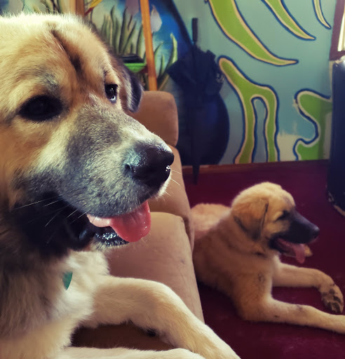 Pet Supply Store «Pet Supplies Plus», reviews and photos, 11972 Saginaw St, Mt Morris, MI 48458, USA