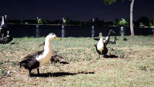 Park «Millers Pond Park», reviews and photos, 6175 Old Pearsall Rd, San Antonio, TX 78242, USA