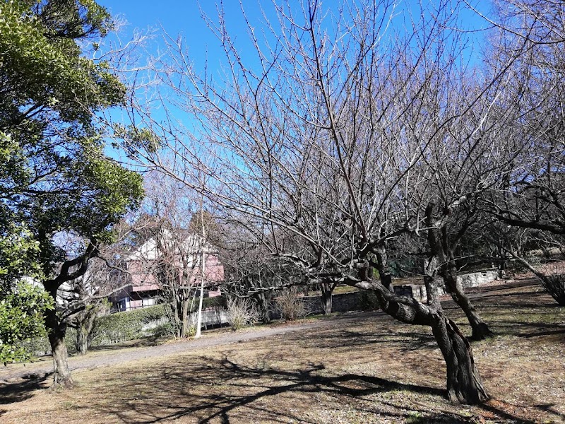 新川丸池公園 梅林
