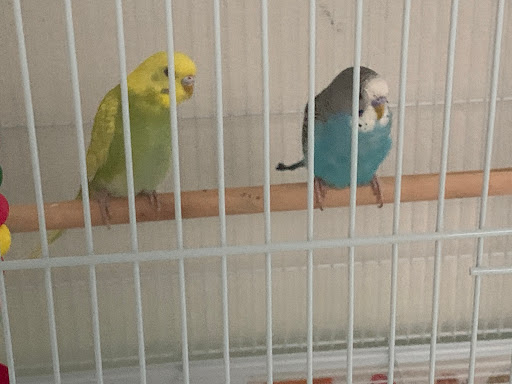 Pet Store «Louis Birds Pets & Supplies», reviews and photos, 80 Keyes St, San Jose, CA 95122, USA