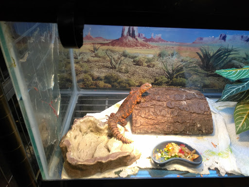 Pet Store «Wet Pet & Reptile Center», reviews and photos, 429 Eastern Blvd, Essex, MD 21221, USA