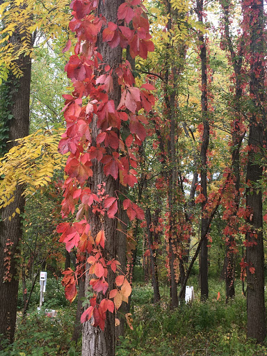 Nature Preserve «Reinstein Woods Nature Preserve», reviews and photos, 93 Honorine Dr, Depew, NY 14043, USA