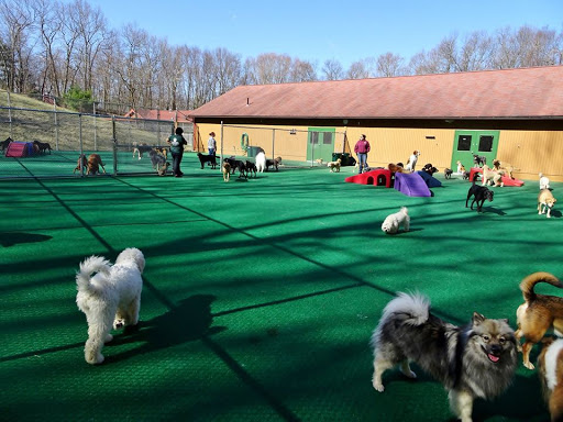 Dog boarding kennels in Hartford