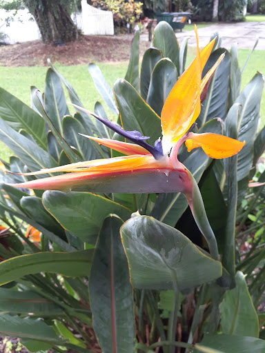 Historical Place «Burroughs Home & Gardens», reviews and photos, 2505 First St, Fort Myers, FL 33901, USA