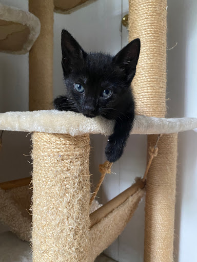 Pet Store «Pet Boutique and Supply», reviews and photos, 320 5th Ave, Brooklyn, NY 11215, USA