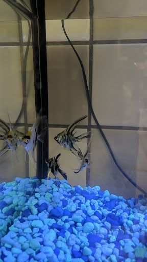 Pet Supply Store «PetSmart», reviews and photos, 19320 Nordhoff Way, Northridge, CA 91324, USA