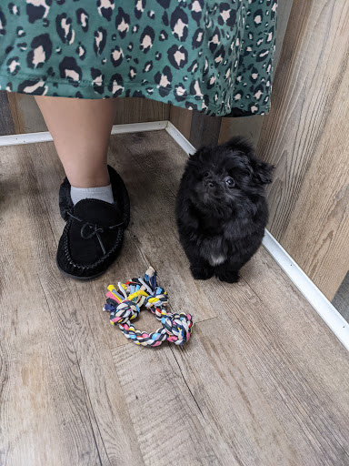 Dog Breeder «Playful Pets», reviews and photos, 115 Ridge Pike, Conshohocken, PA 19428, USA