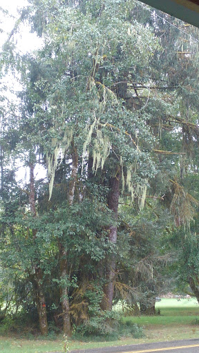 Campground «Hard Rain Cafe», reviews and photos, 5763 Upper Hoh Rd, Forks, WA 98331, USA