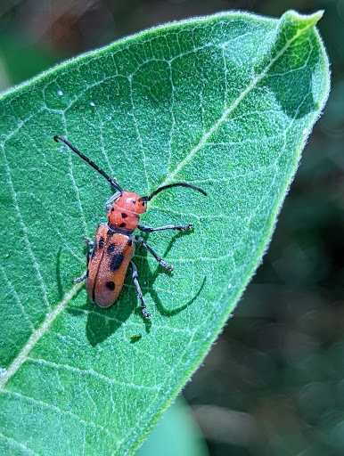 Movie Theater «NCG - Trillium Cinema», reviews and photos, 8220 Trillium Cir Ave, Grand Blanc, MI 48439, USA