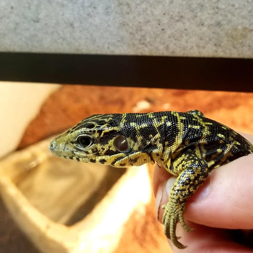 Pet Store «CUSTOM CREATURES PET SHOP», reviews and photos, 10727 N 19th Ave, Phoenix, AZ 85029, USA