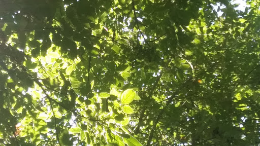 Park «Guy Lee Park», reviews and photos, 890 Darlene Ave, Springfield, OR 97477, USA