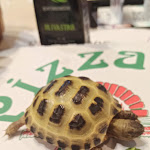 Photo n°1 de l'avis de Dudy. fait le 21/02/2023 à 12:32 sur le  Don Peppe pizza e cucina co’ core à Marghera