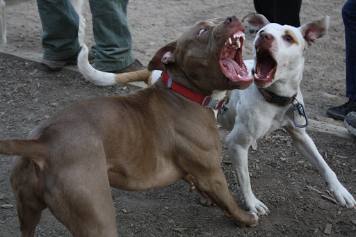 Dog Park «Forest Park Dog Run», reviews and photos, 8445 Park Ln S, Woodhaven, NY 11421, USA