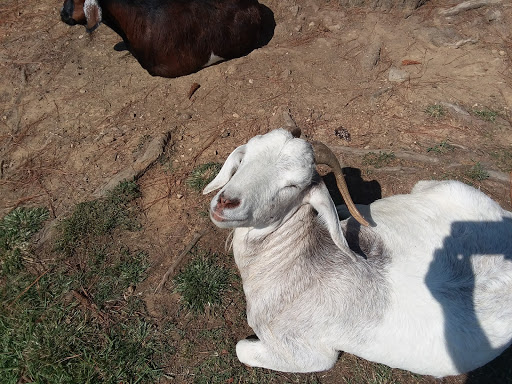 Amusement Park «Adventure Park At Grants Mill», reviews and photos, 5405 Beacon Dr, Irondale, AL 35210, USA