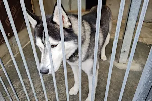 La Société Protectrice des Animaux (SPA) - Refuge de Gennevilliers image