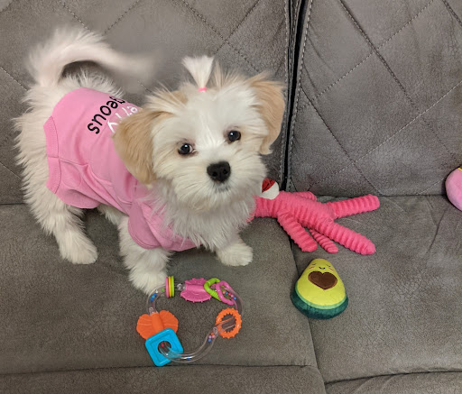 Pet Supply Store «PetSmart», reviews and photos, 15331 Montanus Dr, Culpeper, VA 22701, USA