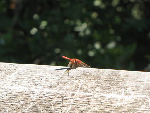 Park «West Hylebos Wetlands Park», reviews and photos, 411 S 348th St, Federal Way, WA 98003, USA