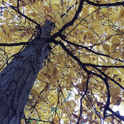 Golf Course «Chemung Hills Golf Club & Banquet Center», reviews and photos, 3125 Golf Club Rd, Howell, MI 48843, USA