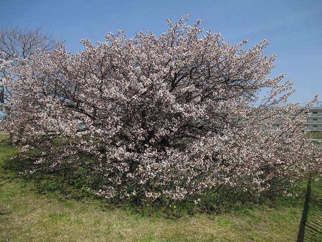 根室千島桜の標本木