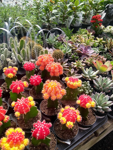 Hardware Store «Sullivan Hardware», reviews and photos, 4838 N Pennsylvania St, Indianapolis, IN 46205, USA