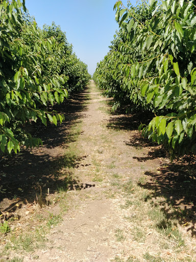 Lodi Blooms - The Orchard Experience - Cherry U-Pick