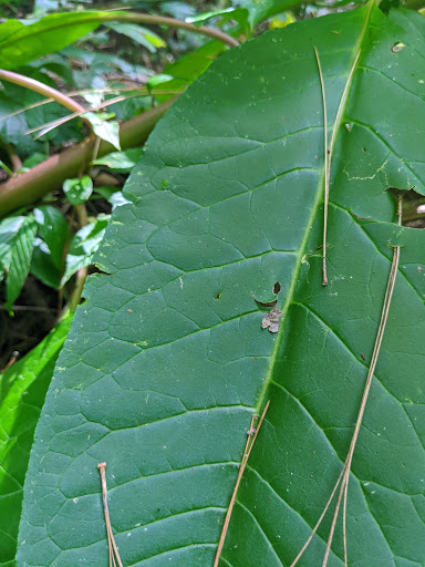 Nature Preserve «MaryAnn Brown Nature Preserve», reviews and photos, 13515 LA-965, St Francisville, LA 70775, USA