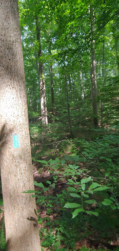 Nature Preserve «Boyd Big Tree Preserve Conservation Area», reviews and photos, Fishing Creek Valley Rd, Harrisburg, PA 17112, USA