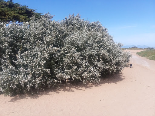 Park «Fort Funston», reviews and photos, Fort Funston Rd, San Francisco, CA 94132, USA