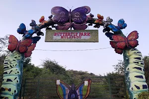 Mullapadu Butterfly image