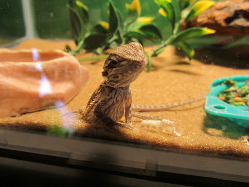 General Store «Pick & Shovel», reviews and photos, 54 Coventry St, Newport, VT 05855, USA