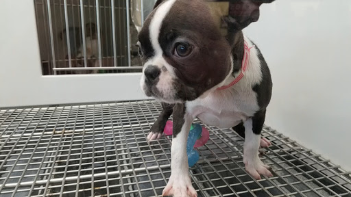 Pet Store «Petland Las Vegas», reviews and photos, 8800 W Charleston Blvd #3, Las Vegas, NV 89145, USA