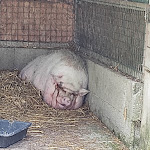 Photo n° 4 de l'avis de Aurelien.e fait le 28/06/2021 à 16:18 pour La Ferme d'Eden à Saint-Vougay