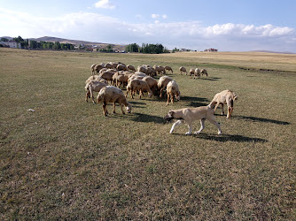 Başören Köyü