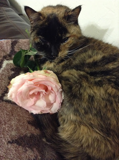 Florist «A New Leaf Flowers and Gifts», reviews and photos, 4106 Monona Dr, Madison, WI 53716, USA