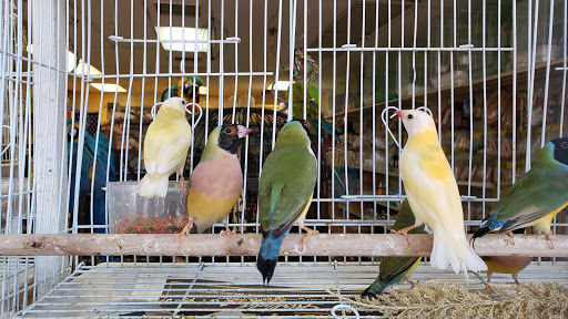 Pet Store «Louis Birds Pets & Supplies», reviews and photos, 80 Keyes St, San Jose, CA 95122, USA