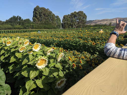 Pumpkin Patch «Spina Farms», reviews and photos, Santa Teresa Blvd, Morgan Hill, CA 95037, USA