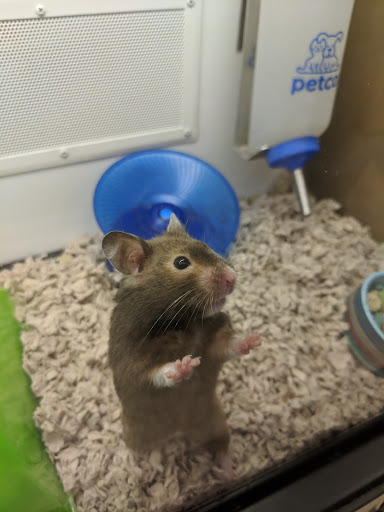 Pet Supply Store «Petco Animal Supplies», reviews and photos, 1622 Clark Street Rd, Auburn, NY 13021, USA