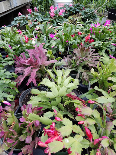 Florist «Swan Floral & Gift Shop», reviews and photos, 4311 Dixie Hwy, Erlanger, KY 41018, USA