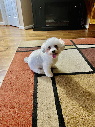 Pet Supply Store «PetSmart», reviews and photos, 9921 Pulaski Hwy, Baltimore, MD 21220, USA