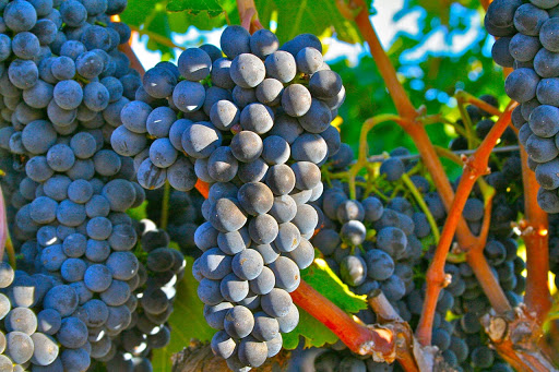 Winery «Aaronap Cellars», reviews and photos, 28 Carlisle Rd, Westford, MA 01886, USA