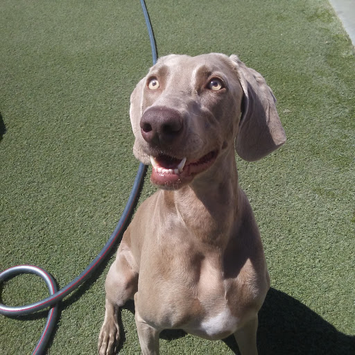 Pet Supply Store «Centinela Feed & Pet Supplies», reviews and photos, 4700 Pacific Coast Hwy, Long Beach, CA 90804, USA