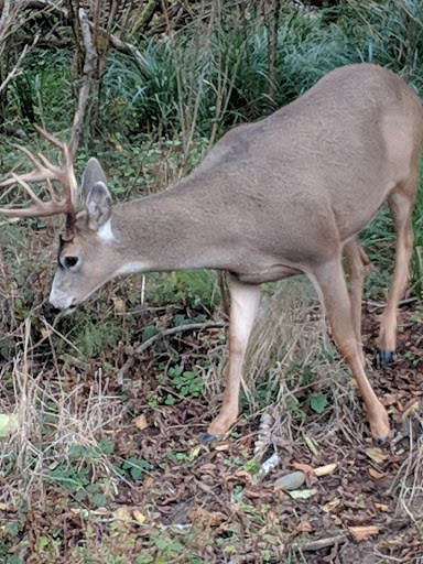 Public Golf Course «Ocean Shores Golf Course», reviews and photos, 500 Canal Dr NE, Ocean Shores, WA 98569, USA