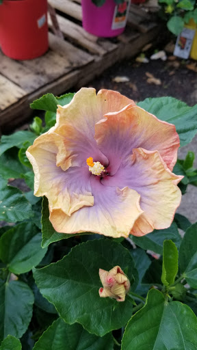 Home Improvement Store «The Home Depot», reviews and photos, 1200 Home Depot Blvd, Sunset Valley, TX 78745, USA